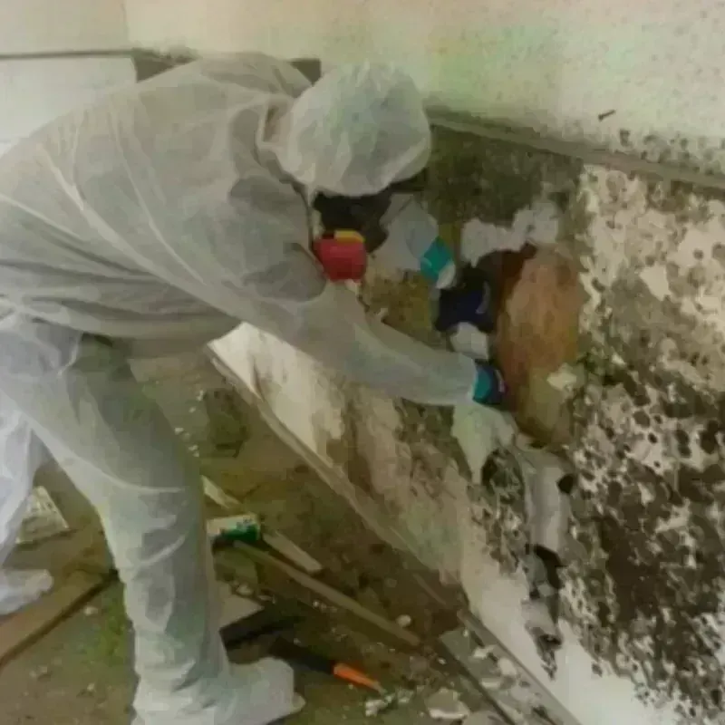 Mold Remediation and Removal in Crawford County, IA